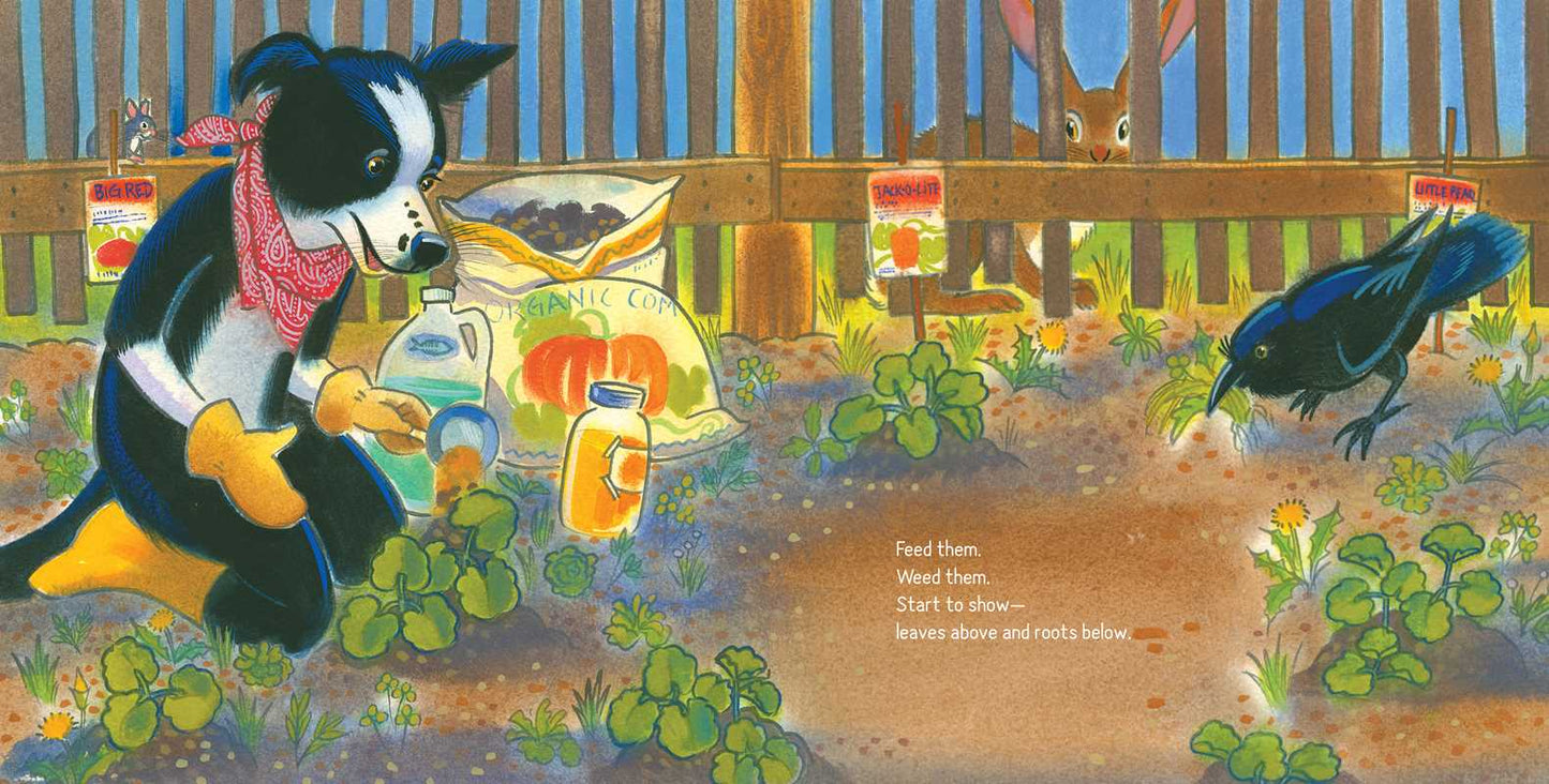 How to Help a Pumpkin Grow by Ashley Wolff: Hardcover; 40 pages / English